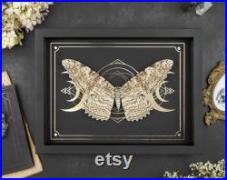 Thysania agrippina White witch Worlds largest Moth Vrai papillon de nuit dans le cadre noir or moon