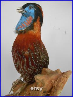 Tragopan de Temminck 1930