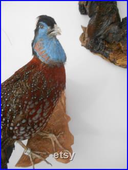 Tragopan de Temminck 1930