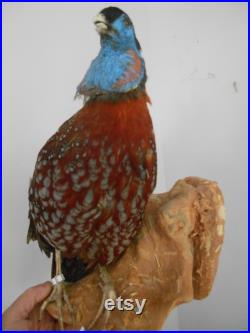 Tragopan de Temminck 1930