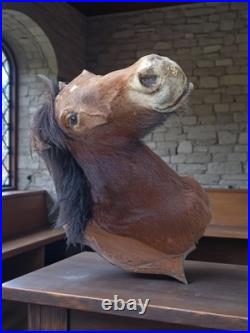 Très rare taxidermie Cabinet de curiosité grande tête trophée Cheval 1 mètre