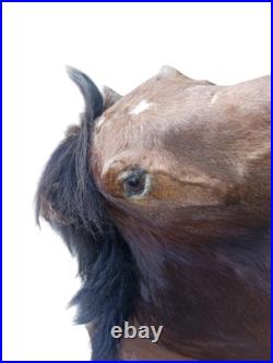 Très rare taxidermie Cabinet de curiosité grande tête trophée Cheval 1 mètre