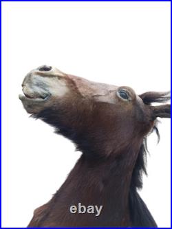 Très rare taxidermie Cabinet de curiosité grande tête trophée Cheval 1 mètre