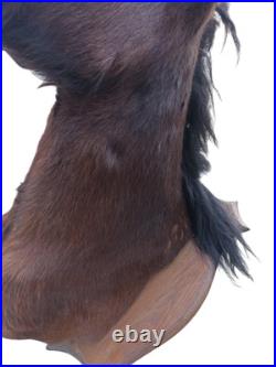 Très rare taxidermie Cabinet de curiosité grande tête trophée Cheval 1 mètre