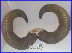 Trophée Cornes de Mouflon sur Crâne Cabinet de Curiosités Taxidermie