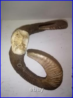 Trophée Cornes de Mouflon sur Crâne Cabinet de Curiosités Taxidermie