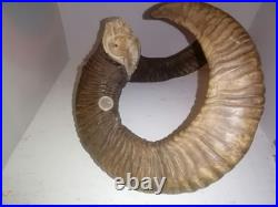 Trophée Cornes de Mouflon sur Crâne Cabinet de Curiosités Taxidermie