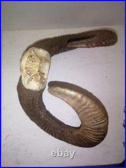 Trophée Cornes de Mouflon sur Crâne Cabinet de Curiosités Taxidermie