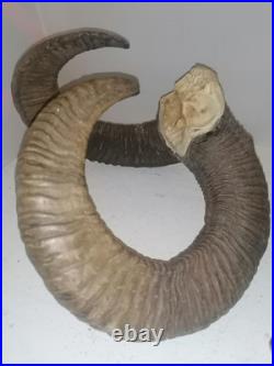 Trophée Cornes de Mouflon sur Crâne Cabinet de Curiosités Taxidermie