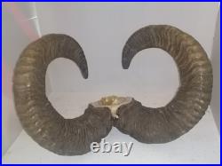 Trophée Cornes de Mouflon sur Crâne Cabinet de Curiosités Taxidermie