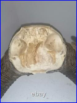 Trophée Cornes de Mouflon sur Crâne Cabinet de Curiosités Taxidermie
