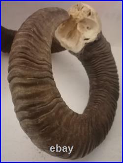 Trophée Cornes de Mouflon sur Crâne Cabinet de Curiosités Taxidermie