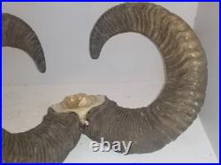 Trophée Cornes de Mouflon sur Crâne Cabinet de Curiosités Taxidermie