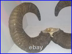 Trophée Cornes de Mouflon sur Crâne Cabinet de Curiosités Taxidermie