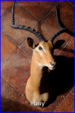 Trophée Impala Naturalisé Ancien 110cm Tête Taxidermie Africaine Vintage
