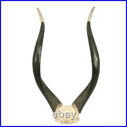 Trophée Massacre Crane Cornes Koudu Peint Taxidermie Cabinet De Curiosités