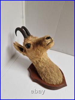Trophée Tête Chamois Naturalisé 1979 Taxidermie Signé