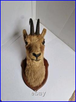 Trophée Tête Chamois Naturalisé 1979 Taxidermie Signé