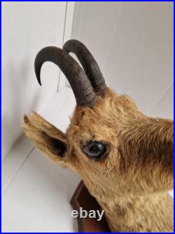 Trophée Tête Chamois Naturalisé 1979 Taxidermie Signé