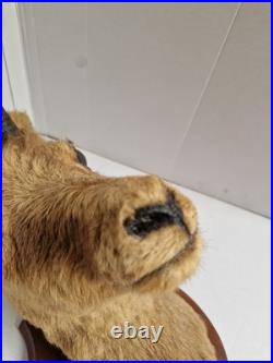 Trophée Tête Chamois Naturalisé 1979 Taxidermie Signé