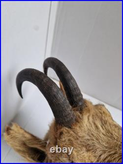 Trophée Tête Chamois Naturalisé 1979 Taxidermie Signé