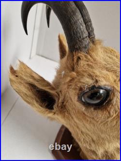 Trophée Tête Chamois Naturalisé 1979 Taxidermie Signé