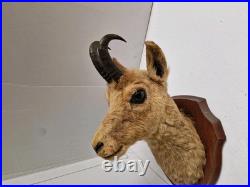 Trophée Tête Chamois Naturalisé 1979 Taxidermie Signé