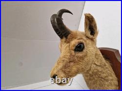 Trophée Tête Chamois Naturalisé 1979 Taxidermie Signé