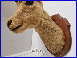 Trophée Tête Chamois Naturalisé 1979 Taxidermie Signé
