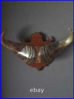 Trophée ancien cornes de buffle sur bois, taxidermie vintage, déco cabinet curio