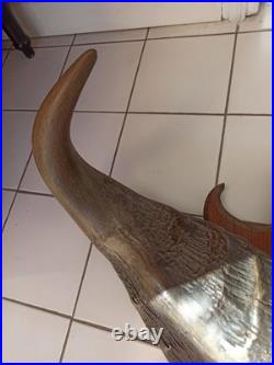 Trophée ancien cornes de buffle sur bois, taxidermie vintage, déco cabinet curio