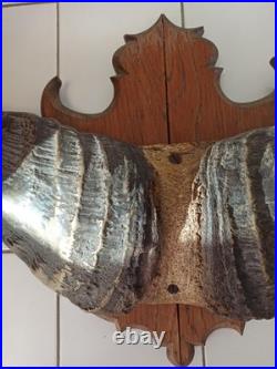 Trophée ancien cornes de buffle sur bois, taxidermie vintage, déco cabinet curio