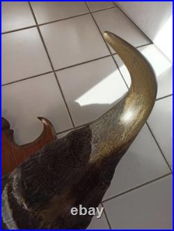 Trophée ancien cornes de buffle sur bois, taxidermie vintage, déco cabinet curio
