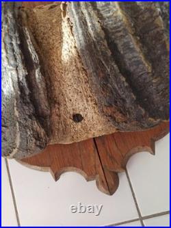 Trophée ancien cornes de buffle sur bois, taxidermie vintage, déco cabinet curio