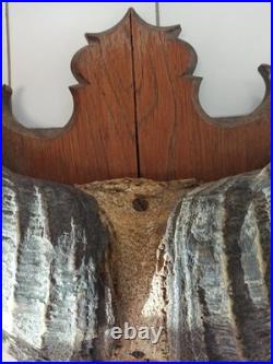 Trophée ancien cornes de buffle sur bois, taxidermie vintage, déco cabinet curio