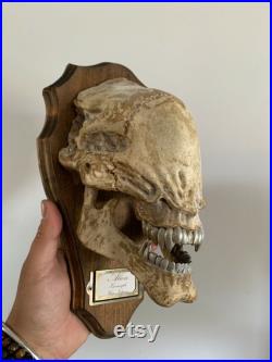 Trophée crâne d'Alien Xenomorphe Oddities Cabinet de curiosités