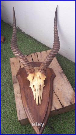Trophée d' antilope Puku sur écusson Kobus vardonii
