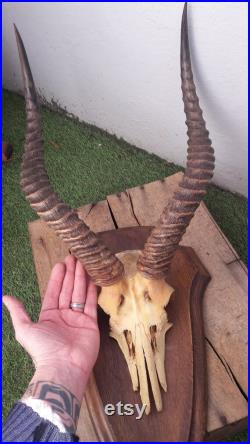 Trophée d' antilope Puku sur écusson Kobus vardonii