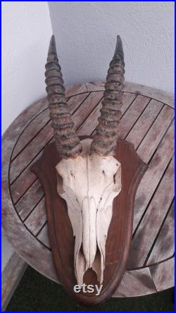 Trophée d' antilope Rouanne chevaline Hippotragus equinus