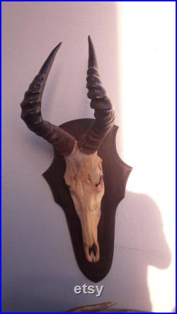 Trophée de Bubale rouge sur écusson Alcelaphus buselaphus