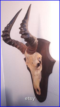 Trophée de Bubale rouge sur écusson Alcelaphus buselaphus