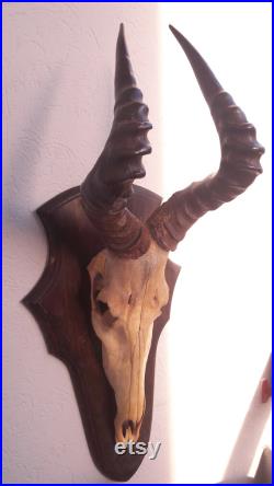 Trophée de Bubale rouge sur écusson Alcelaphus buselaphus