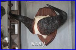 Trophée de buffle vintage des années 70, Syncerus caffer, taxidermie