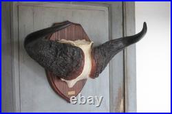 Trophée de buffle vintage des années 70, Syncerus caffer, taxidermie