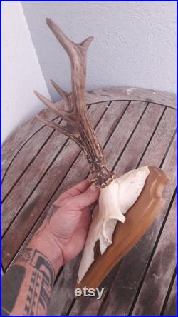 Trophée de chevreuil de Sibérie sur écusson Capreolus pygargus