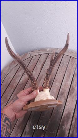 Trophée de chevreuil de Sibérie sur écusson Capreolus pygargus