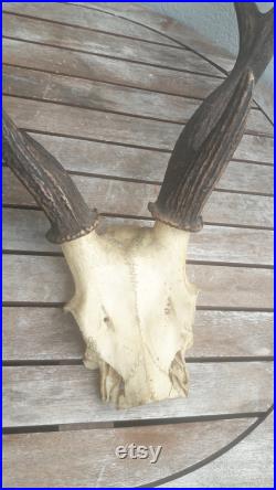 Trophée frontal massacre de cerf de Java Rusa deer Rusa timorensis