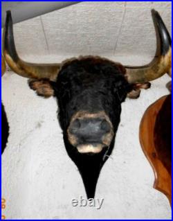 Trophée tete de toros taureau de corrida naturalisée taxidermie légal