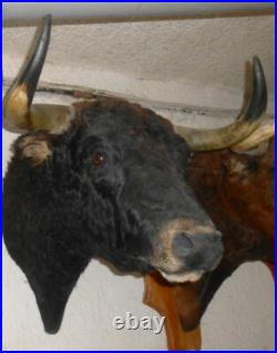 Trophée tete de toros taureau de corrida naturalisée taxidermie légal