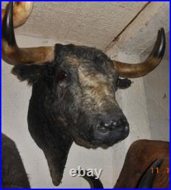 Trophée tete de toros taureau naturalisée taxidermie vente légale non proteg